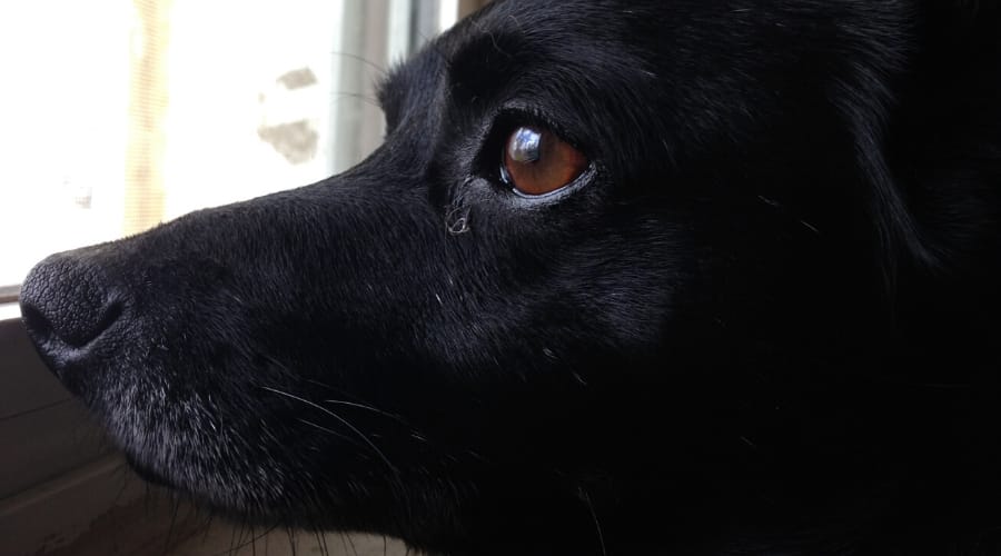 Black Lab Chihuahua mix
