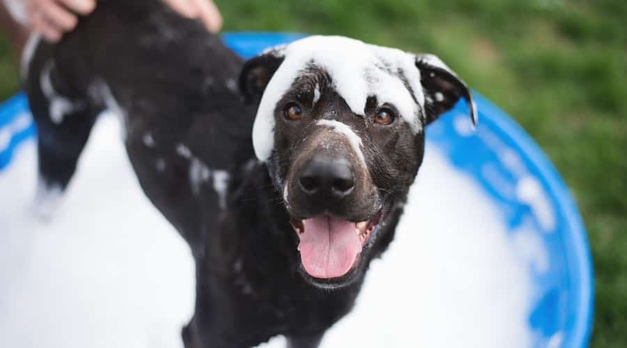 Black lab mix getting a bath.