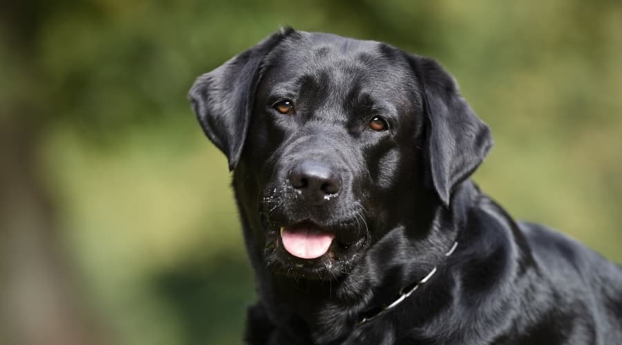 Black Lab Outside in Sun