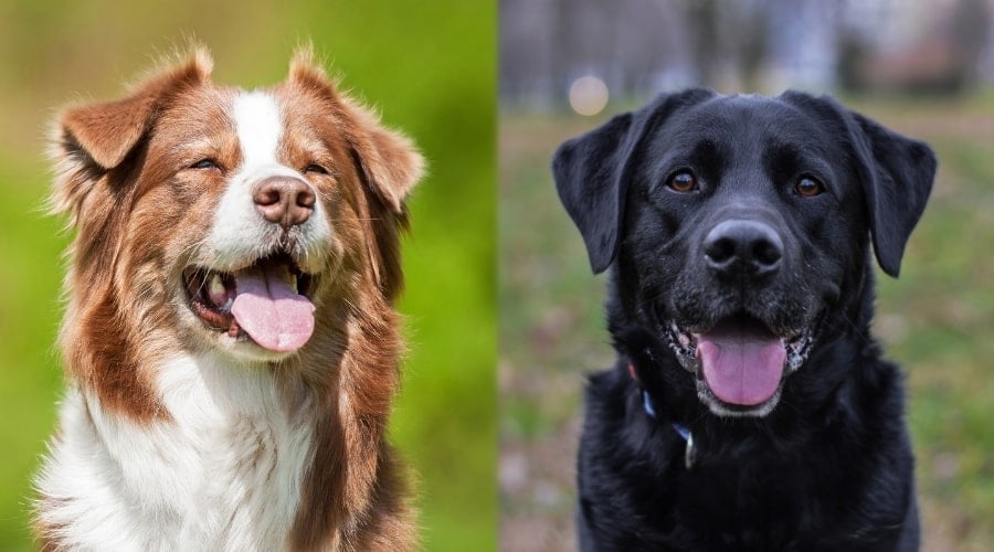 Black Lab and Brown Aussie Dogs