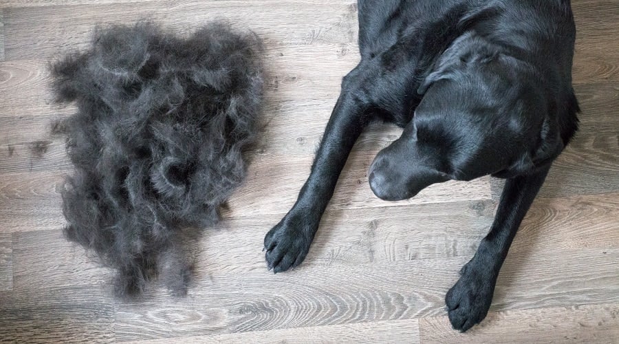 Black Lab shedding fur