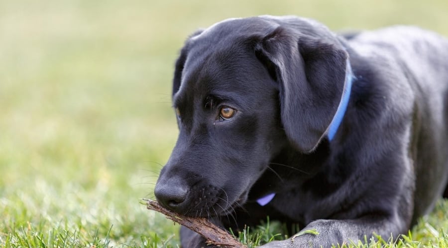 Black Labrador Puppy