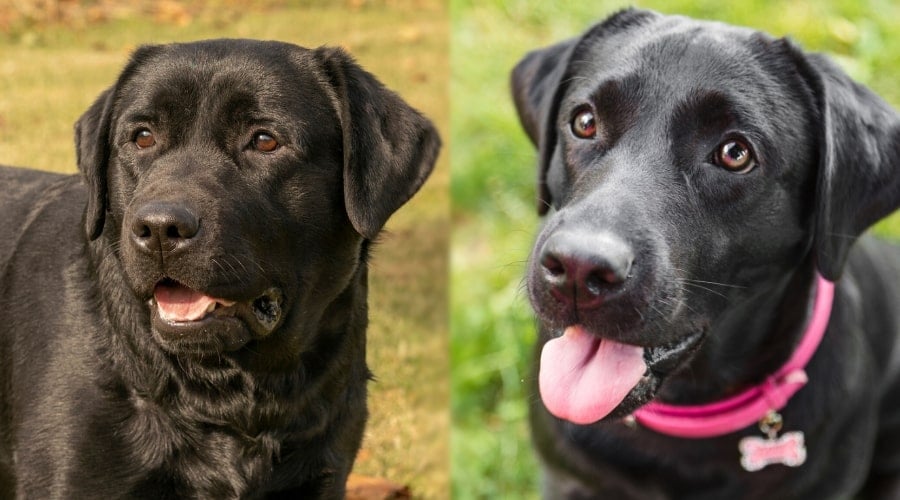 Black Labrador Retrievers American and English