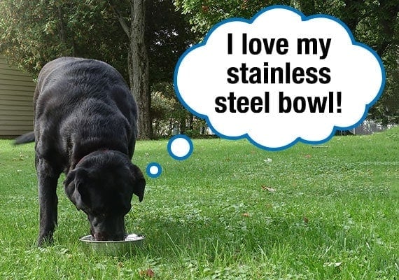 Black Labrador who loves his stainless steel dog bowl