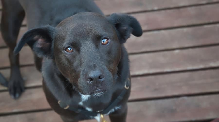 Black Labraheeler Dog Outdoors