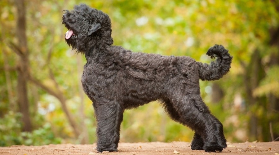 Black Long Hair Dog in Forest
