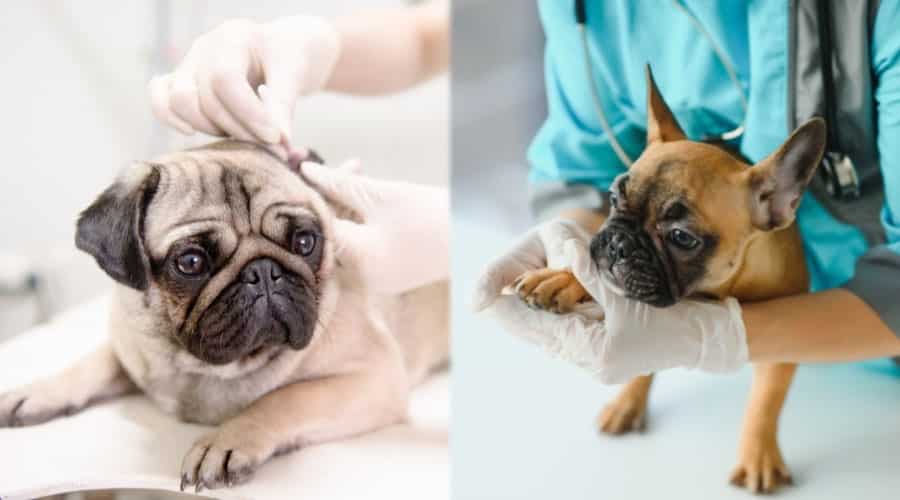 Black Masked Dogs Visiting the Vet