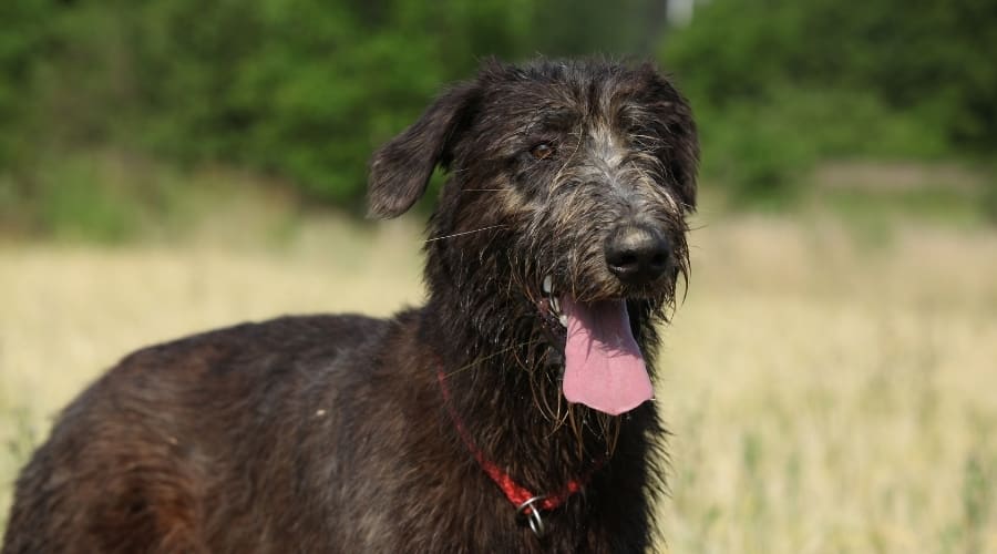 Black Mastidoodle Dog