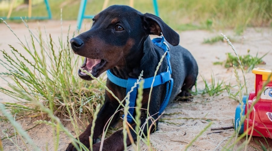 Black Miniature Pinscher