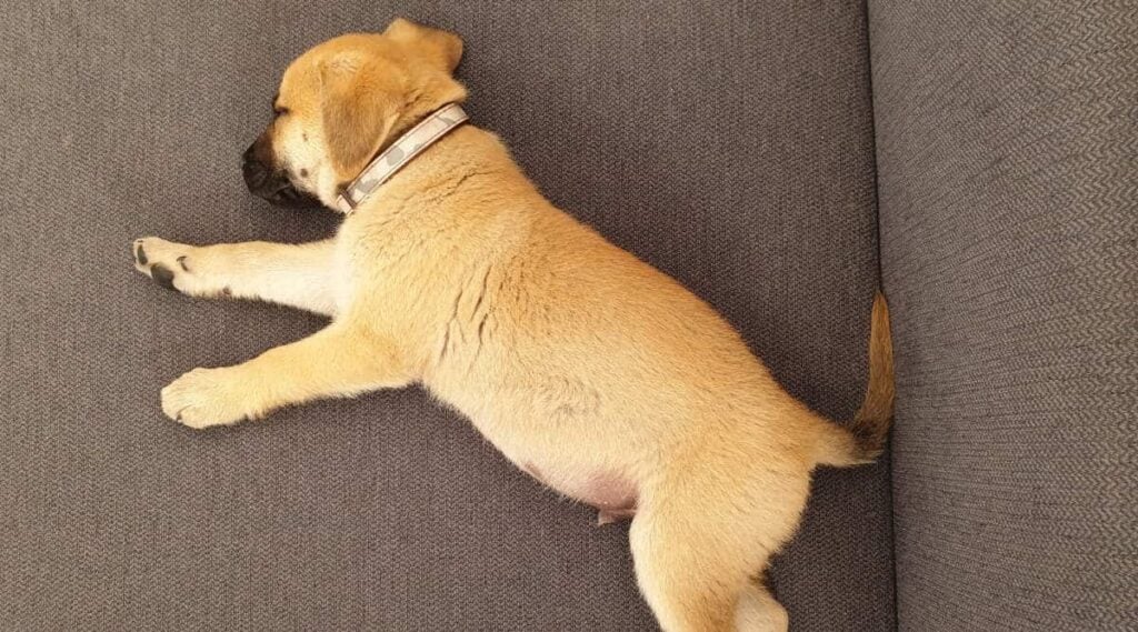 Black Mouth Cur puppy sleeping on sofa