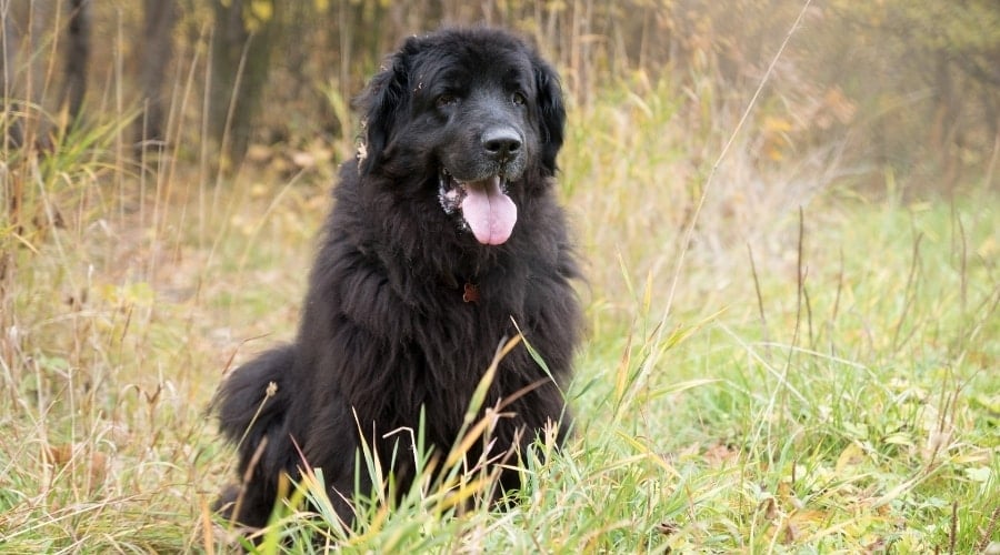 Black Newfie Outdoors