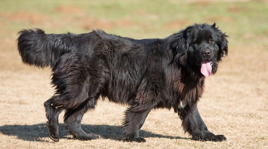 Black Newfie Walking Outdoors