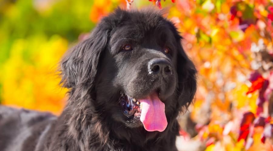 Black Newfoundland Dog Near Trees
