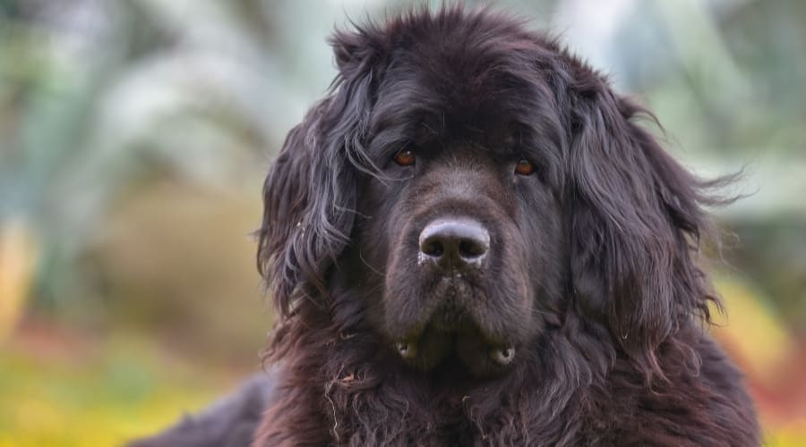 Newfoundland dog outside.