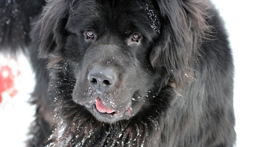 Black Newfoundland Dog in Snow