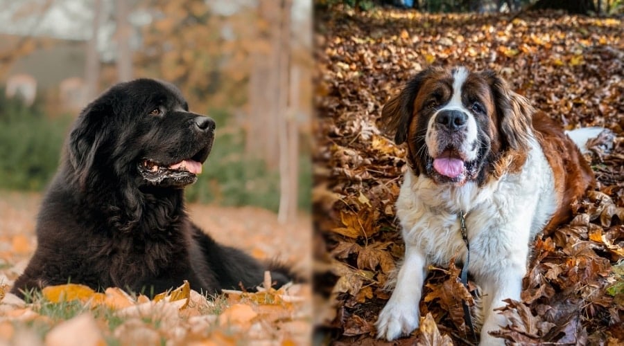Black Newfoundland and Saint Bernard Laying in Leaves