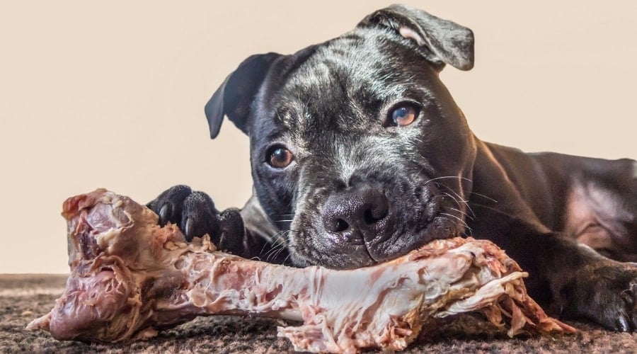 Black Pitbull gnawing on a cooked bone.