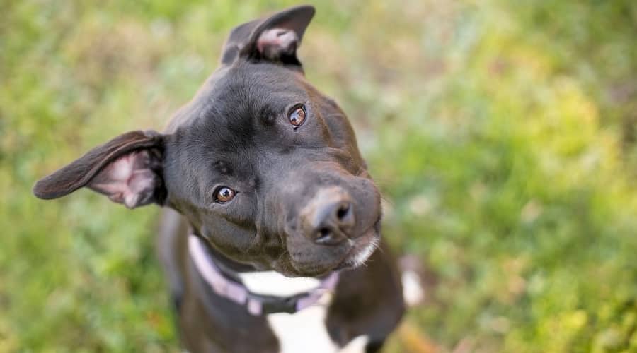 Black Pitbull Listening To Sound