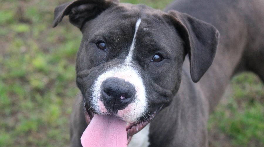 Black Pitbull Outside