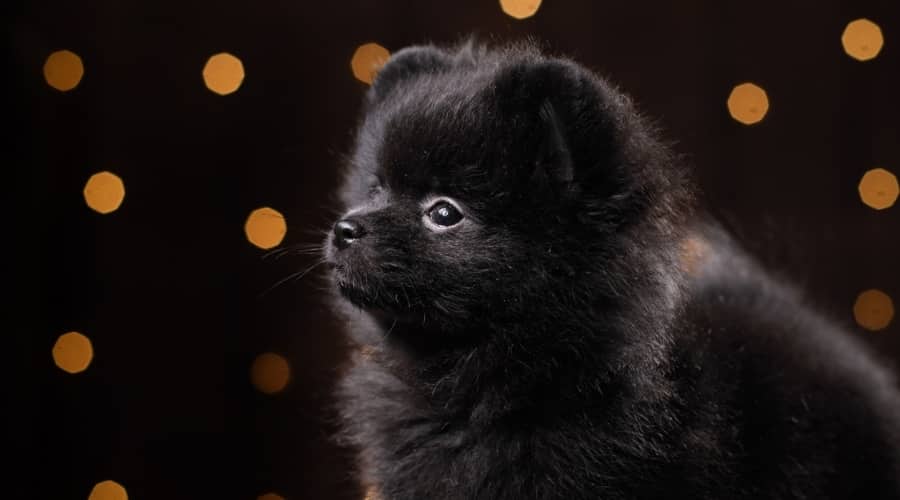 Black Pom Puppy