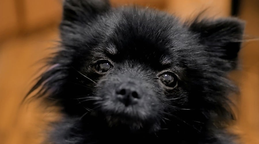 Black Pomeranian Puppy