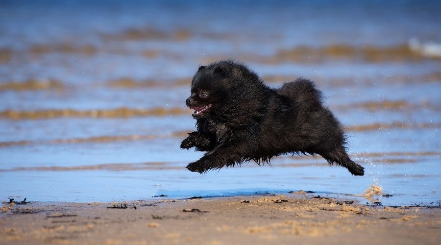 Black Pomeranian on Beach