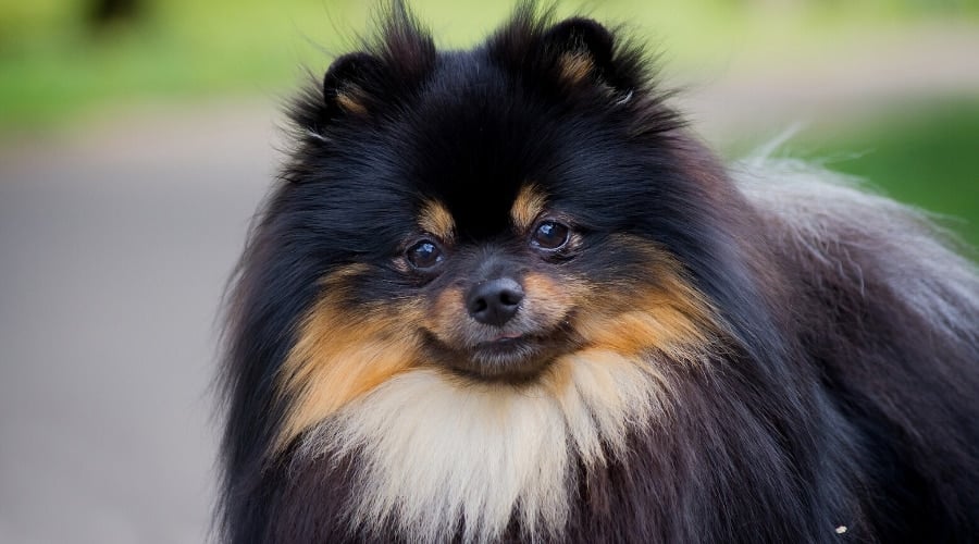 Black Pomeranian with Tan Face