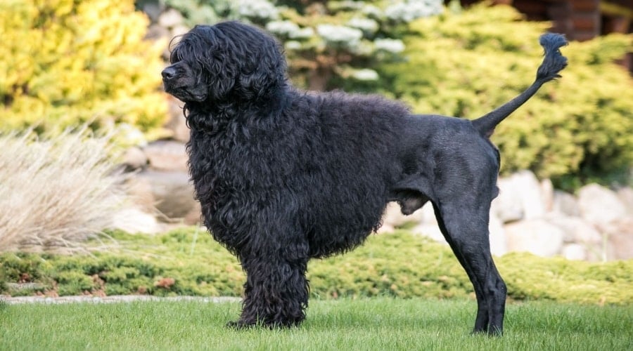 Black Portie Dog With Lion Haircut