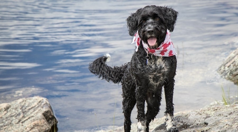Black Portie Wearing a Maple Leaf Bandana Next to Lake