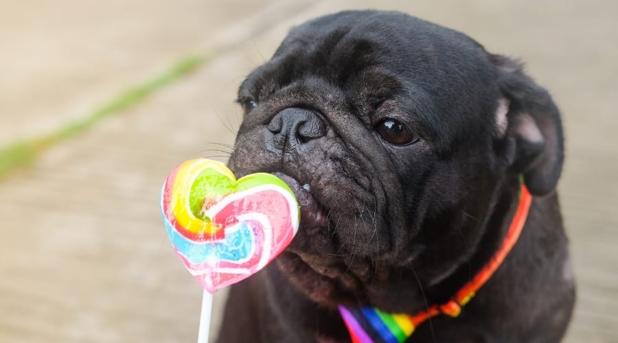 Black Pug Sniffing a Lollipop.