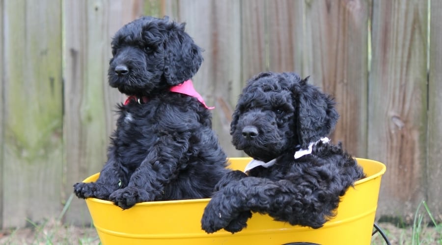 Black Puppies in a Yellow Bucket