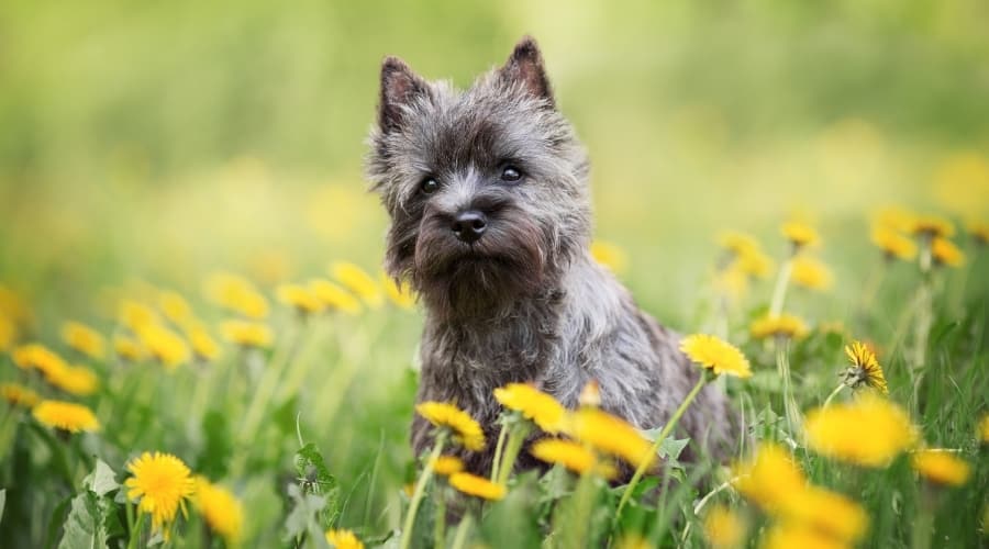 Black Puppy Among Yellow Flowers