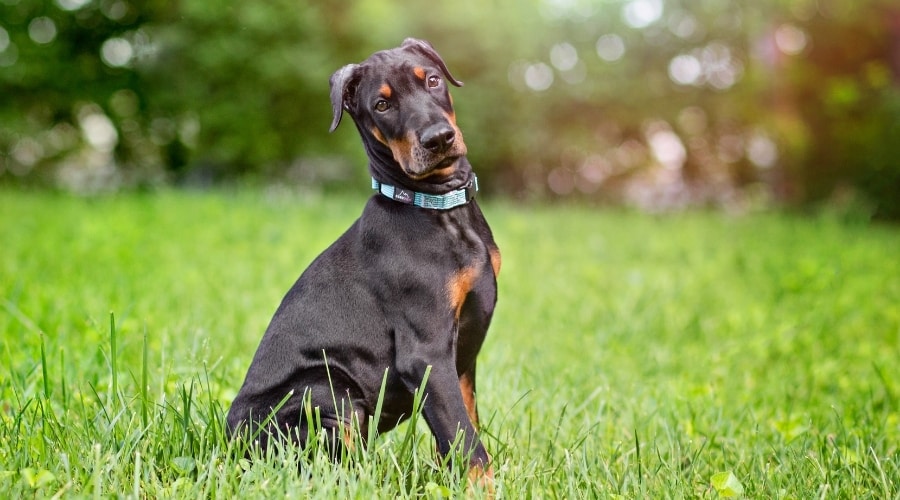 Black Rescue Dog Outdoors