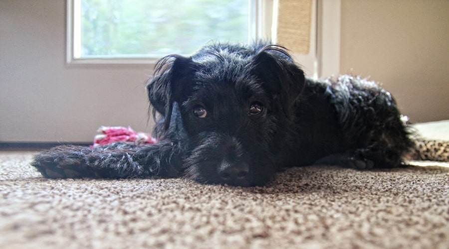 Black Rescue Dog