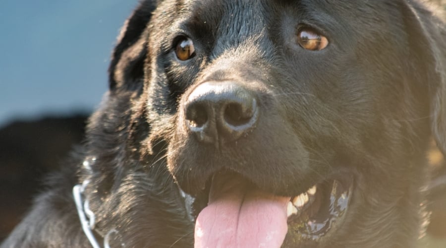 Black Rottador Dog
