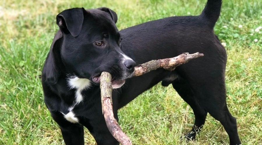 Black Rottweiler Pitbull Mix