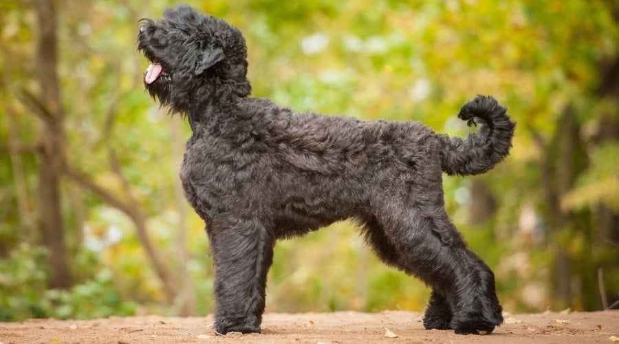 Black Russian Terrier Outdoors
