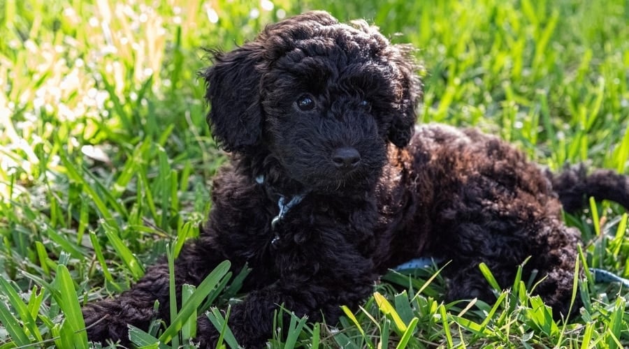 Black Schnoodle mix in grass.