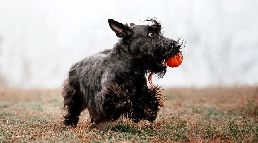 Black Scottie Puppy Playing Outside