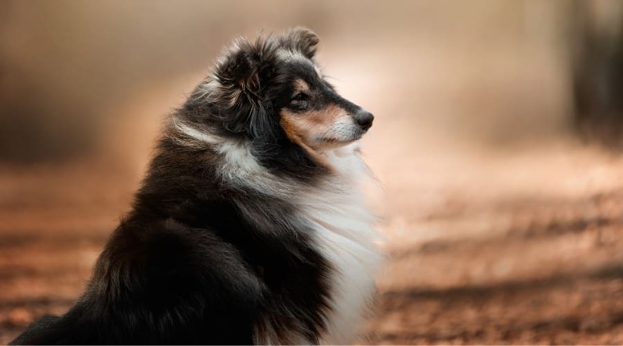 Black Shetland Sheepdog