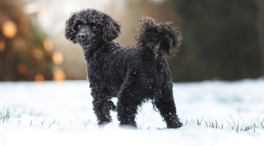 Black Standard Poodle Dog