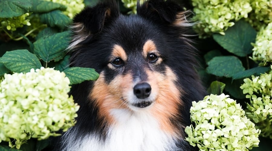 Black Tan and White Dog With Green and White Flowers