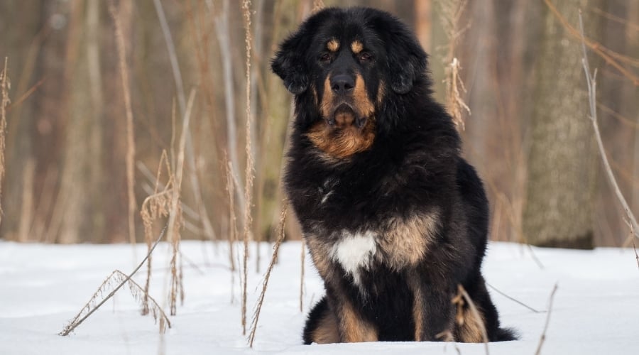 Black Tibetian Mastiff in Mountains