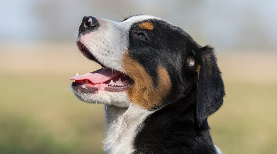Black White and Red Dog Needing Groomed
