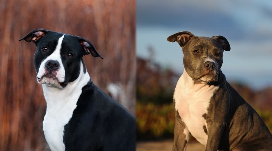 Black and Blue Bully Dogs