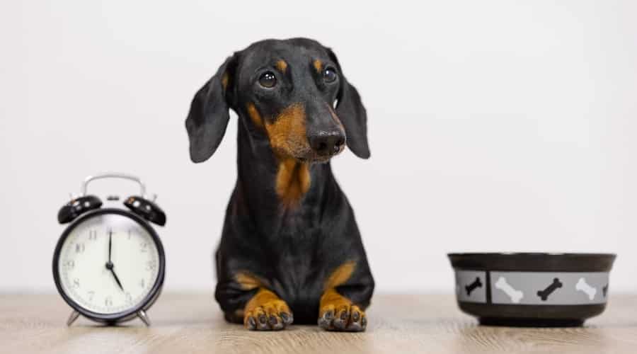 Black and Brown Dachshund With Clock and Dog Bowl