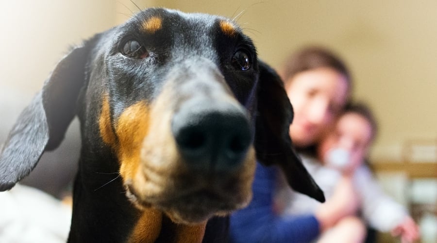 Black and brown dog close to the camera with his family behind him.