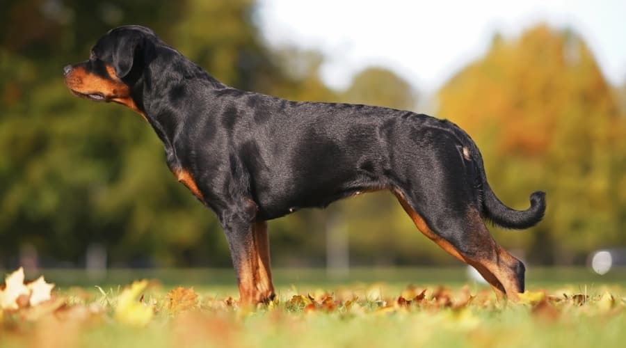 Black and Brown Dog Standing Outdoors