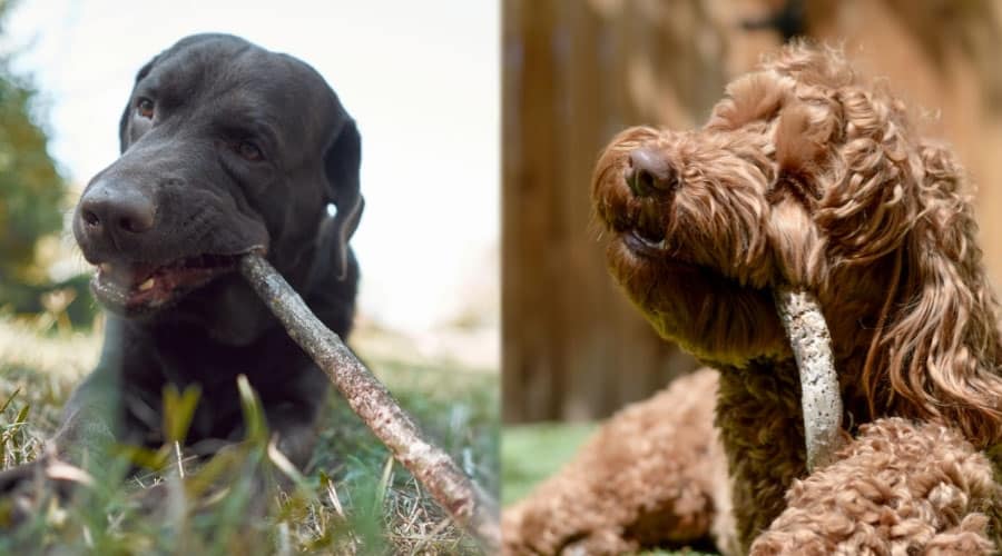 Black and Brown Dogs Chewing on Sticks