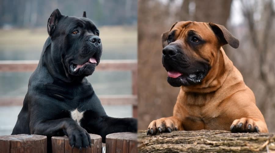 Black and Brown Dogs Looking Over Objects
